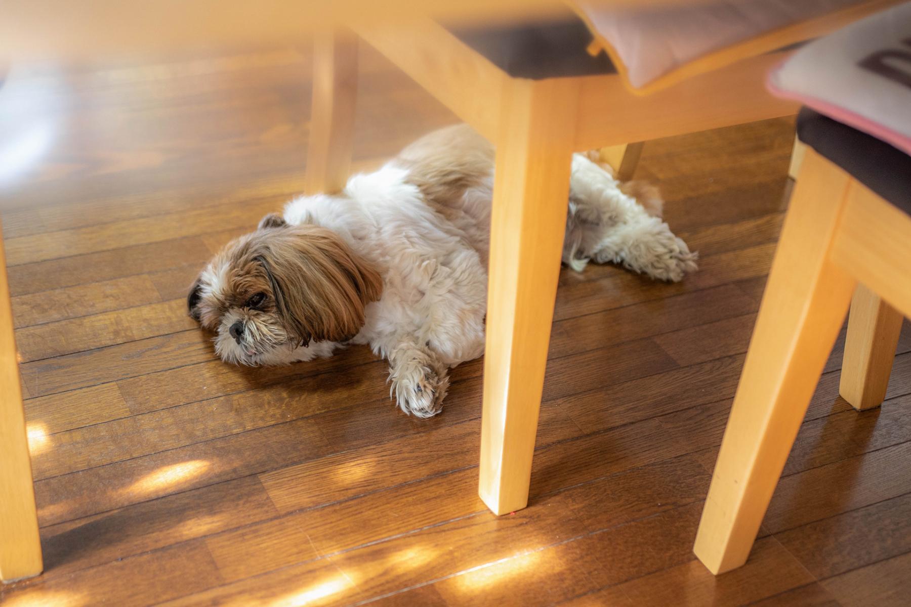 夏バテのイメージ写真で、椅子の下で寝転がる犬