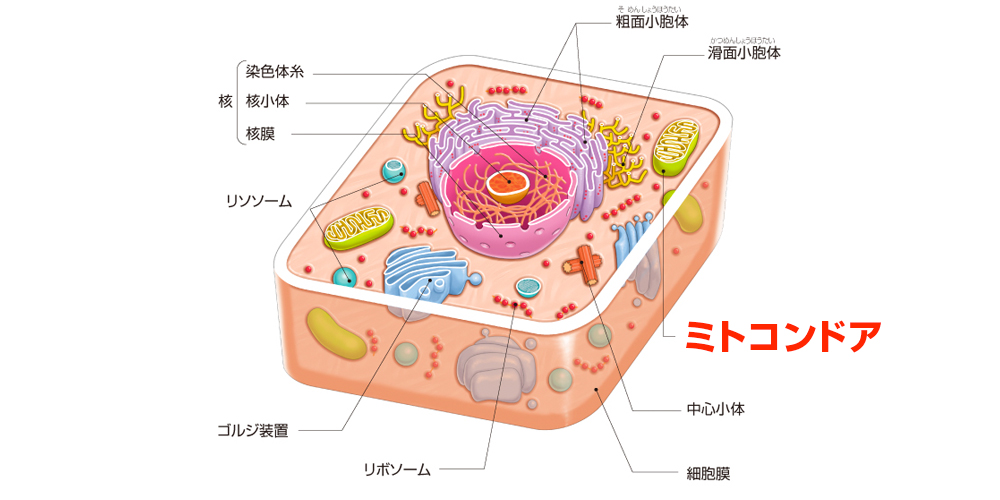 細胞の構造のイラスト