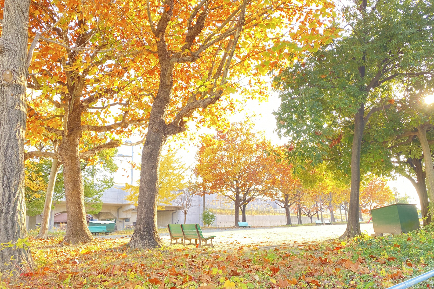 公園の紅葉と緑の木