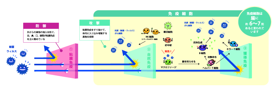 免疫の仕組みの説明画像